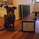 Illustration for article titled This Dog Is Not Afraid Of Dead Space 2 (Or An Xbox 360)